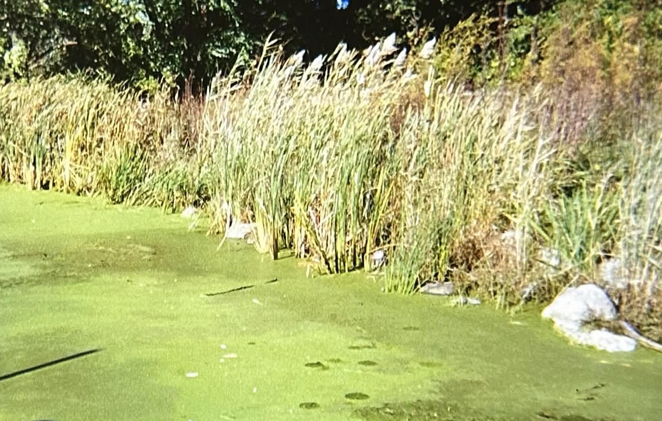 Description of image